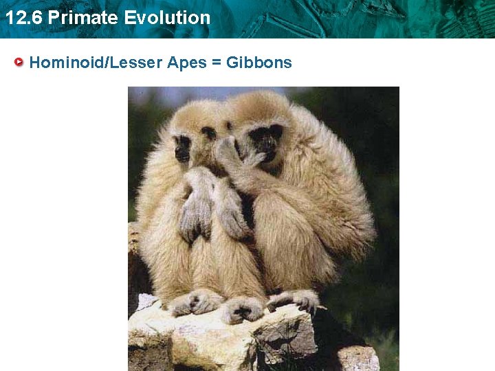 12. 6 Primate Evolution Hominoid/Lesser Apes = Gibbons 