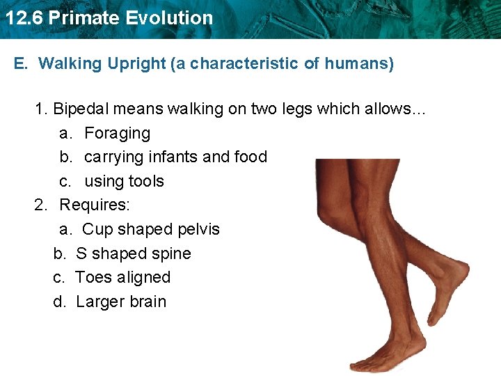 12. 6 Primate Evolution E. Walking Upright (a characteristic of humans) 1. Bipedal means