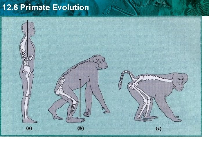 12. 6 Primate Evolution 