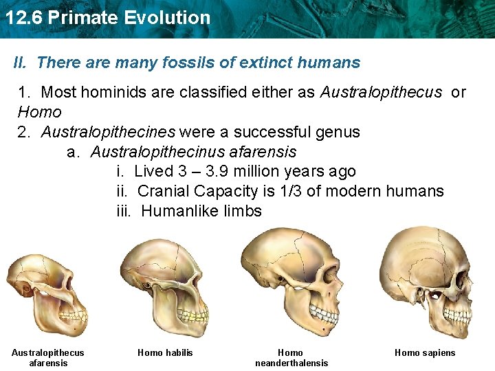 12. 6 Primate Evolution II. There are many fossils of extinct humans 1. Most