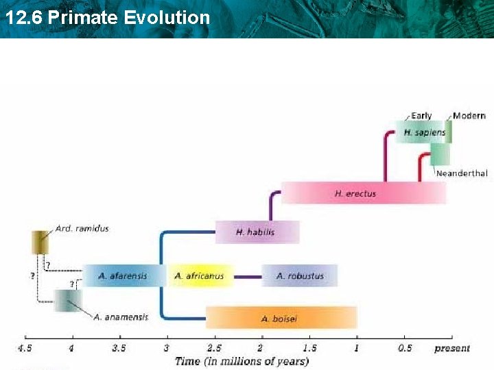 12. 6 Primate Evolution 