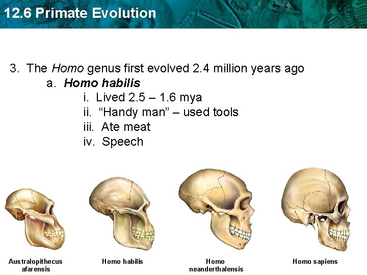 12. 6 Primate Evolution 3. The Homo genus first evolved 2. 4 million years
