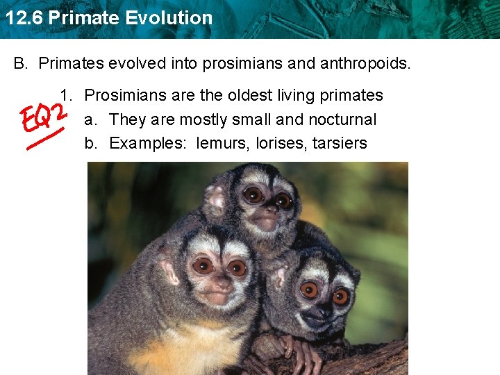 12. 6 Primate Evolution B. Primates evolved into prosimians and anthropoids. 1. Prosimians are