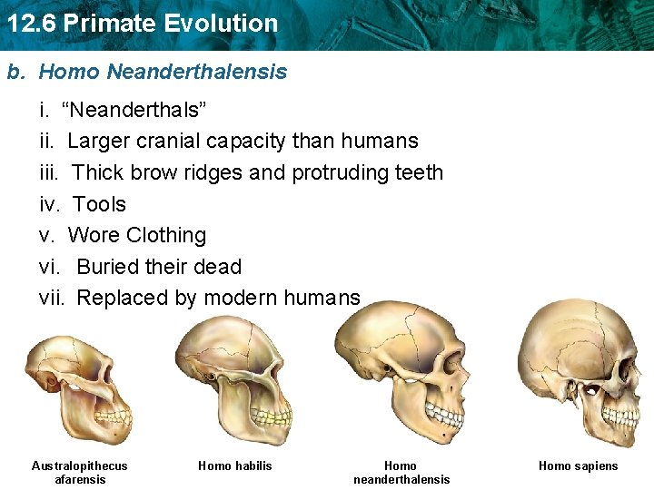 12. 6 Primate Evolution b. Homo Neanderthalensis i. “Neanderthals” ii. Larger cranial capacity than