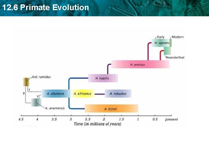 12. 6 Primate Evolution 