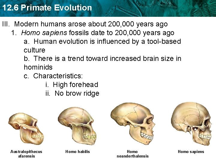 12. 6 Primate Evolution III. Modern humans arose about 200, 000 years ago 1.