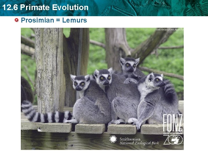 12. 6 Primate Evolution Prosimian = Lemurs 