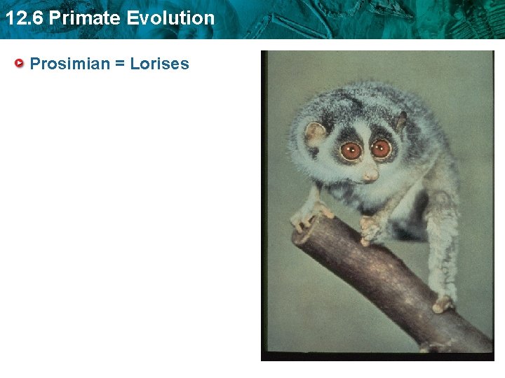 12. 6 Primate Evolution Prosimian = Lorises 