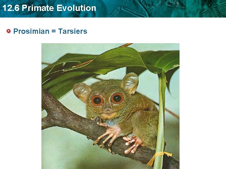 12. 6 Primate Evolution Prosimian = Tarsiers 