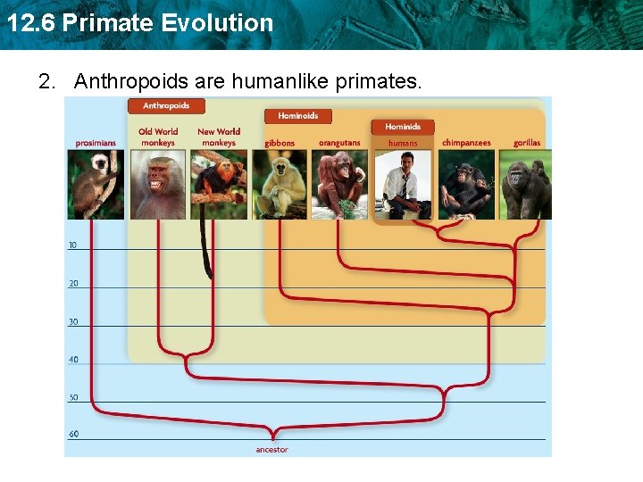 12. 6 Primate Evolution 2. Anthropoids are humanlike primates. 