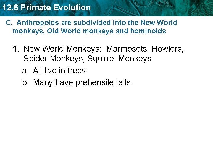 12. 6 Primate Evolution C. Anthropoids are subdivided into the New World monkeys, Old