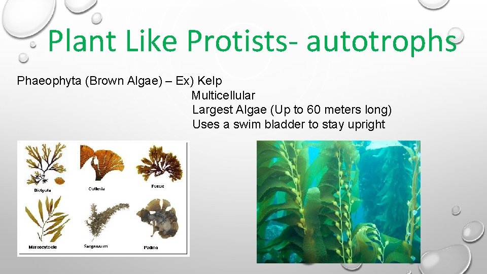 Plant Like Protists- autotrophs Phaeophyta (Brown Algae) – Ex) Kelp Multicellular Largest Algae (Up Plant Like Protists- autotrophs Phaeophyta (Brown Algae) – Ex) Kelp Multicellular Largest Algae (Up