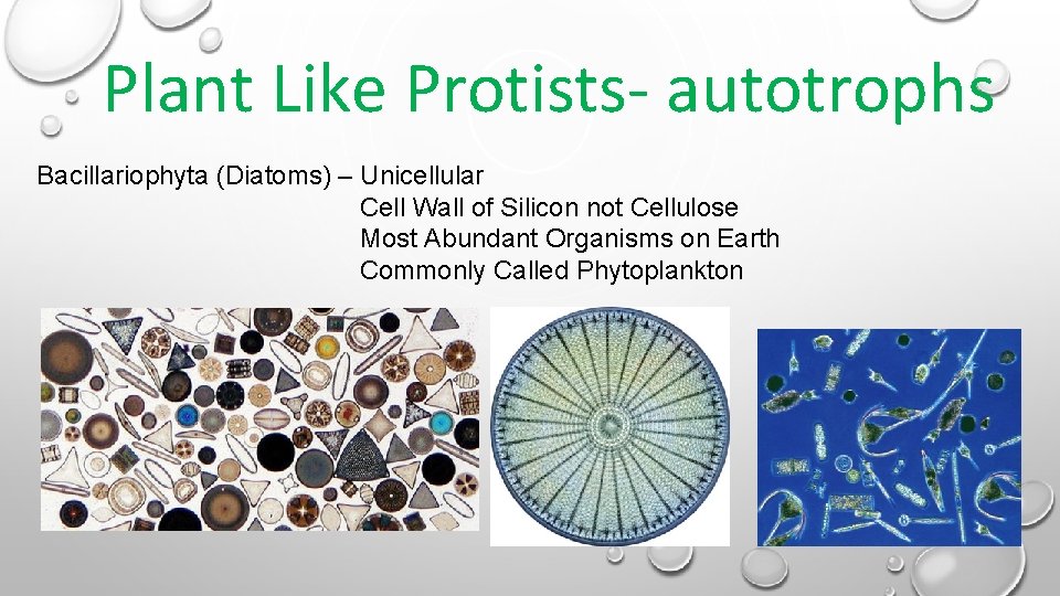 Plant Like Protists- autotrophs Bacillariophyta (Diatoms) – Unicellular Cell Wall of Silicon not Cellulose Plant Like Protists- autotrophs Bacillariophyta (Diatoms) – Unicellular Cell Wall of Silicon not Cellulose