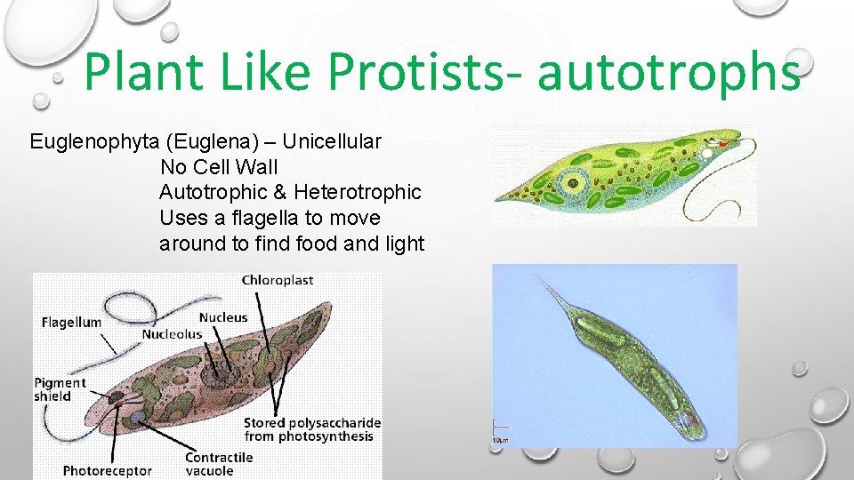 Plant Like Protists- autotrophs Euglenophyta (Euglena) – Unicellular No Cell Wall Autotrophic & Heterotrophic Plant Like Protists- autotrophs Euglenophyta (Euglena) – Unicellular No Cell Wall Autotrophic & Heterotrophic
