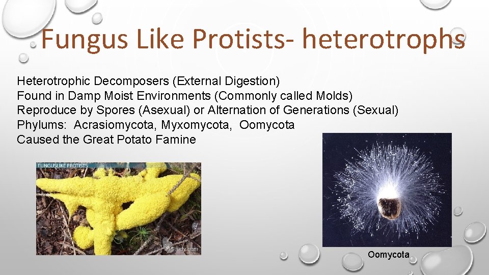 Fungus Like Protists- heterotrophs Heterotrophic Decomposers (External Digestion) Found in Damp Moist Environments (Commonly Fungus Like Protists- heterotrophs Heterotrophic Decomposers (External Digestion) Found in Damp Moist Environments (Commonly