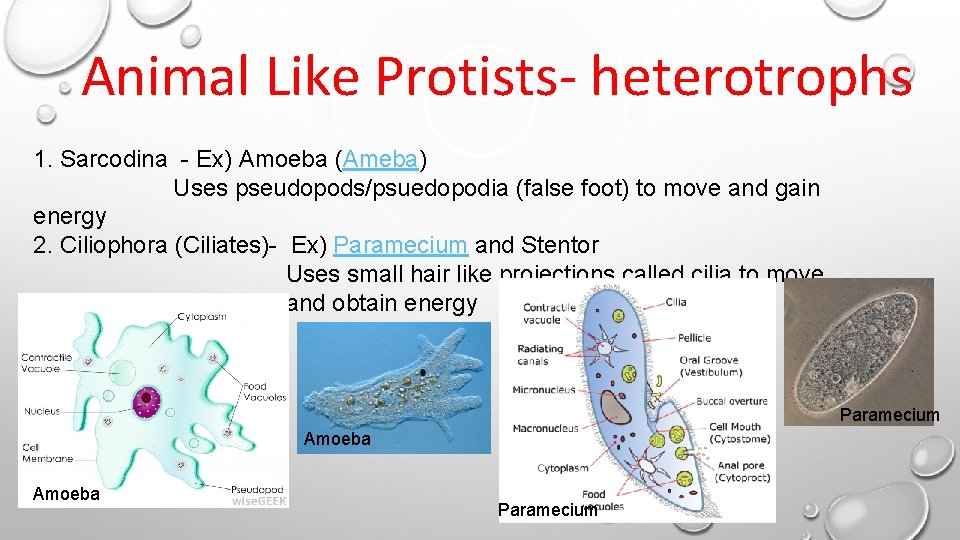 Animal Like Protists- heterotrophs 1. Sarcodina - Ex) Amoeba (Ameba) Uses pseudopods/psuedopodia (false foot) Animal Like Protists- heterotrophs 1. Sarcodina - Ex) Amoeba (Ameba) Uses pseudopods/psuedopodia (false foot)