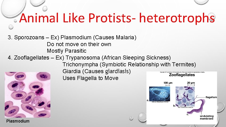 Animal Like Protists- heterotrophs 3. Sporozoans – Ex) Plasmodium (Causes Malaria) Do not move Animal Like Protists- heterotrophs 3. Sporozoans – Ex) Plasmodium (Causes Malaria) Do not move