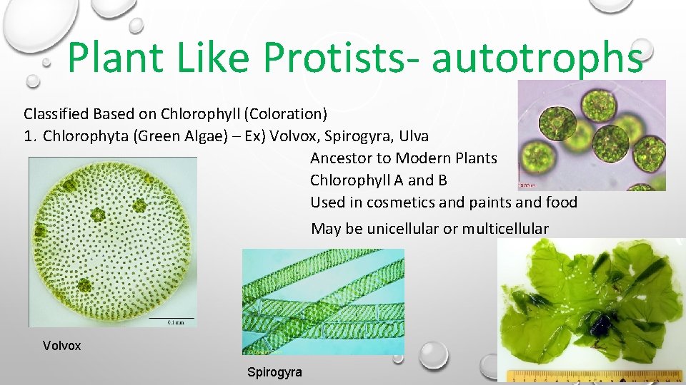 Plant Like Protists- autotrophs Classified Based on Chlorophyll (Coloration) 1. Chlorophyta (Green Algae) – Plant Like Protists- autotrophs Classified Based on Chlorophyll (Coloration) 1. Chlorophyta (Green Algae) –