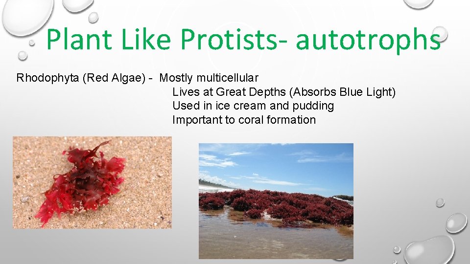 Plant Like Protists- autotrophs Rhodophyta (Red Algae) - Mostly multicellular Lives at Great Depths Plant Like Protists- autotrophs Rhodophyta (Red Algae) - Mostly multicellular Lives at Great Depths