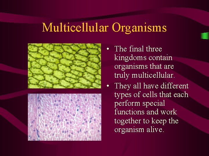 Multicellular Organisms • The final three kingdoms contain organisms that are truly multicellular. • Multicellular Organisms • The final three kingdoms contain organisms that are truly multicellular. •