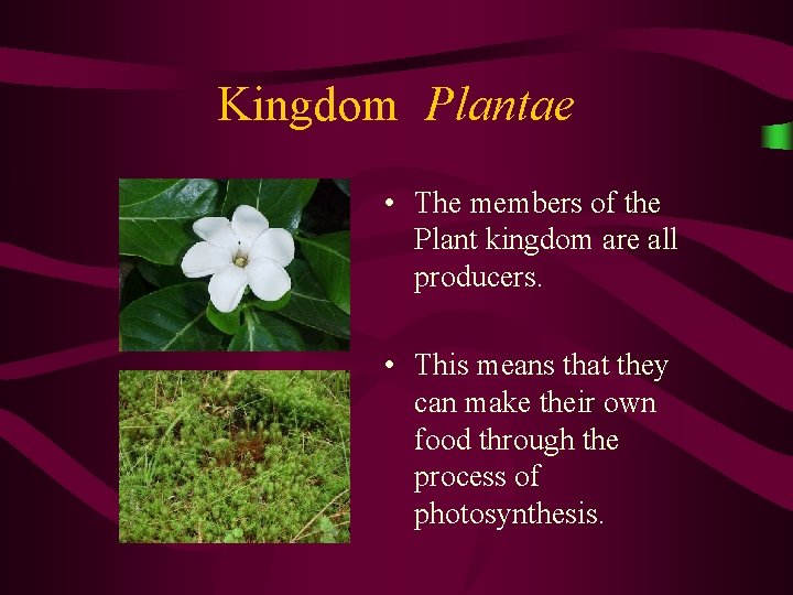 Kingdom Plantae • The members of the Plant kingdom are all producers. • This Kingdom Plantae • The members of the Plant kingdom are all producers. • This