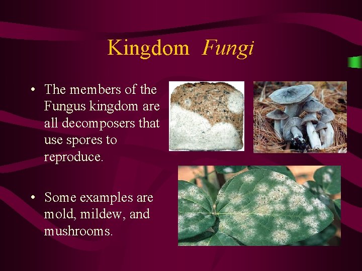 Kingdom Fungi • The members of the Fungus kingdom are all decomposers that use