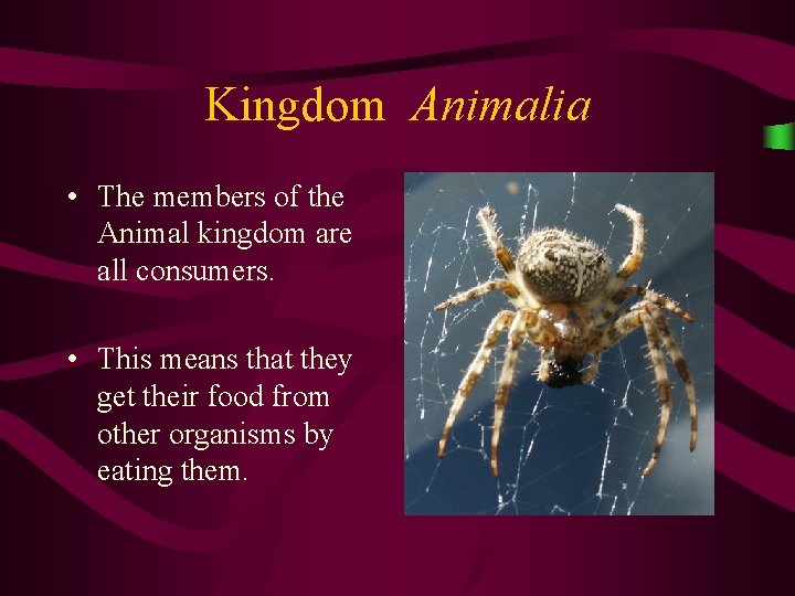 Kingdom Animalia • The members of the Animal kingdom are all consumers. • This