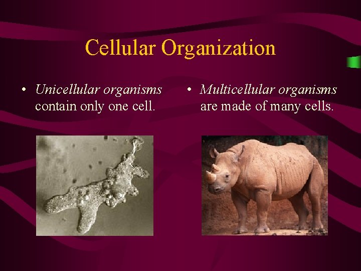 Cellular Organization • Unicellular organisms contain only one cell. • Multicellular organisms are made