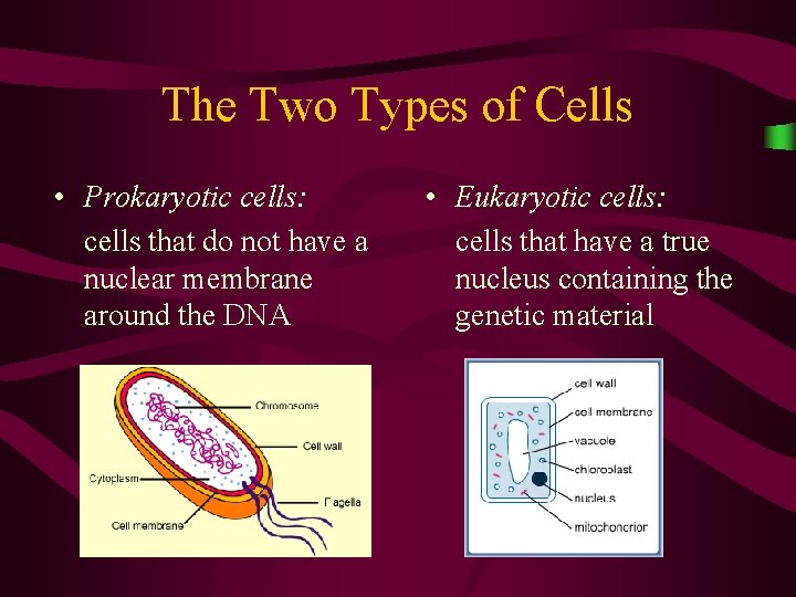 The Two Types of Cells • Prokaryotic cells: cells that do not have a