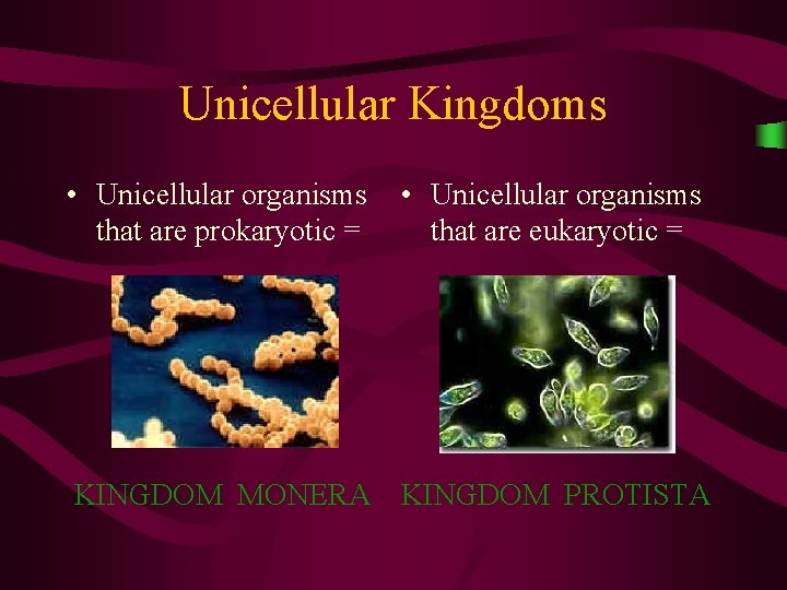 Unicellular Kingdoms • Unicellular organisms that are prokaryotic = • Unicellular organisms that are