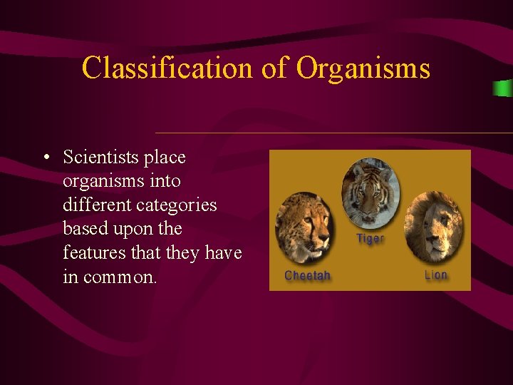 Classification of Organisms • Scientists place organisms into different categories based upon the features