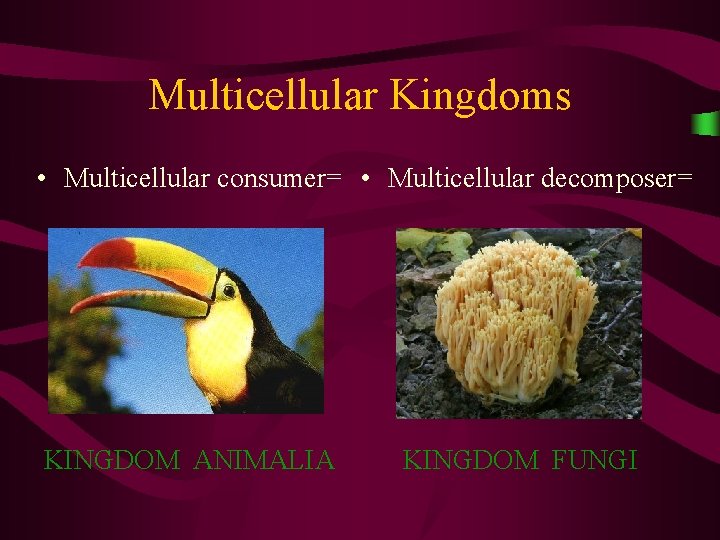 Multicellular Kingdoms • Multicellular consumer= • Multicellular decomposer= KINGDOM ANIMALIA KINGDOM FUNGI 