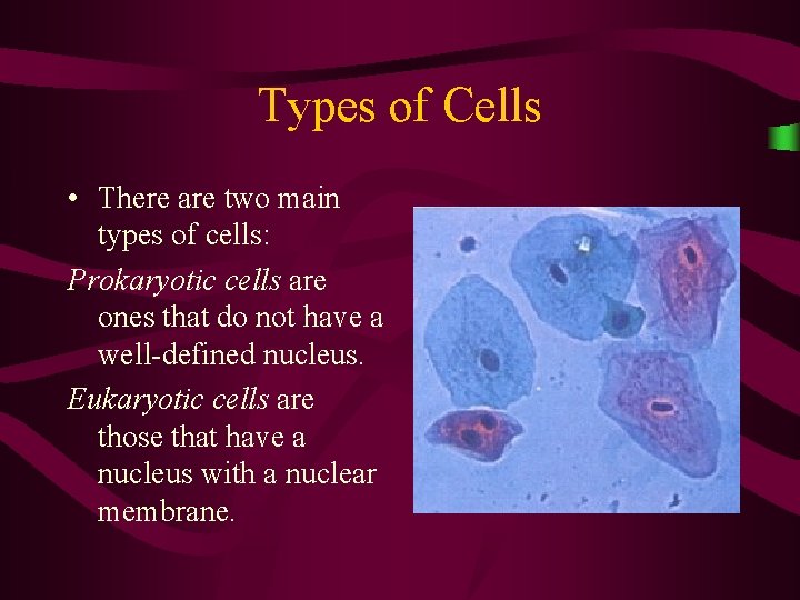 Types of Cells • There are two main types of cells: Prokaryotic cells are