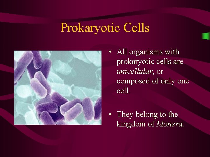 Prokaryotic Cells • All organisms with prokaryotic cells are unicellular, or composed of only