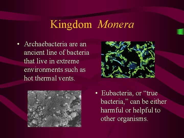 Kingdom Monera • Archaebacteria are an ancient line of bacteria that live in extreme