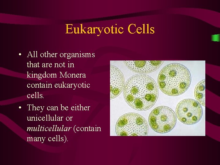 Eukaryotic Cells • All other organisms that are not in kingdom Monera contain eukaryotic