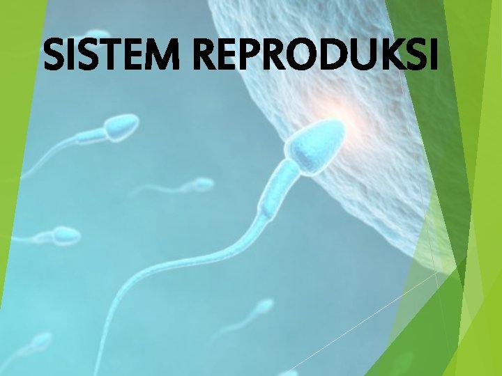 SISTEM REPRODUKSI 