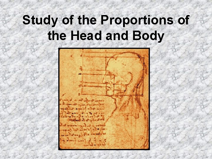 Study of the Proportions of the Head and Body 