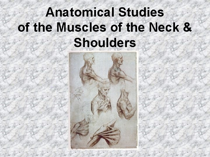 Anatomical Studies of the Muscles of the Neck & Shoulders 