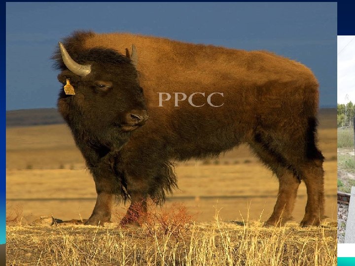 Plight of the Buffalo • • Herds roamed free on the prairie 50 -60