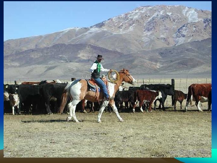 Cowboys • “Long Drives” – Cattle herding from SW to K. C. or Chi.