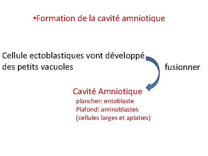  • Formation de la cavité amniotique Cellule ectoblastiques vont développé des petits vacuoles