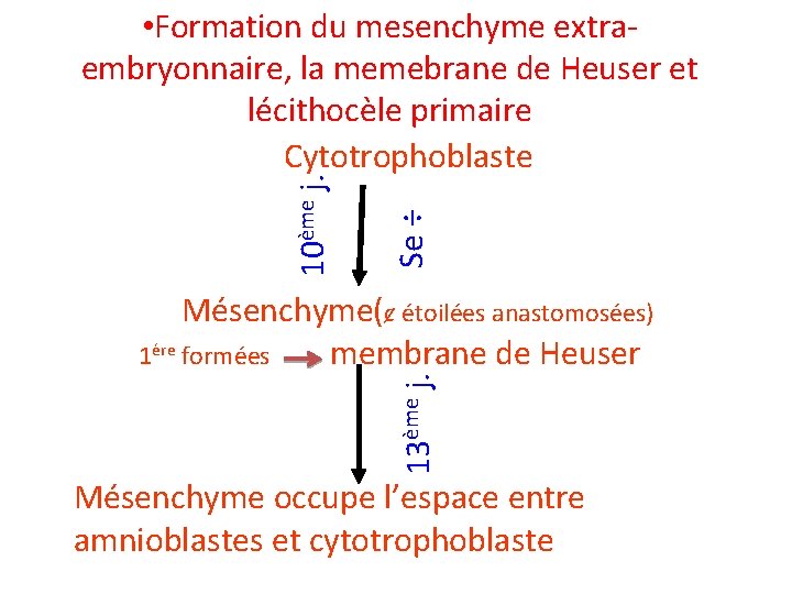 Se ÷ 10ème j. • Formation du mesenchyme extraembryonnaire, la memebrane de Heuser et