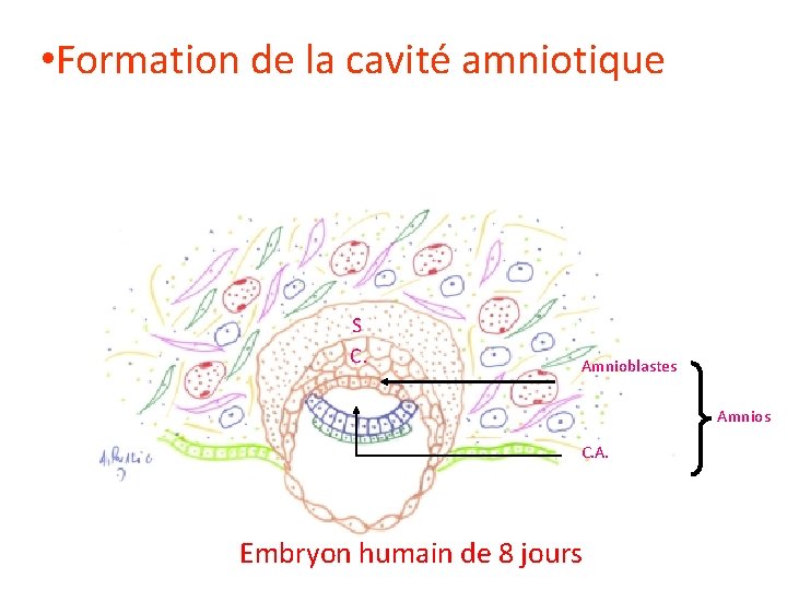  • Formation de la cavité amniotique S C. Amnioblastes Amnios C. A. Embryon
