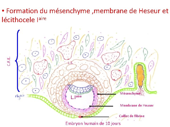 C. F. E. • Formation du mésenchyme , membrane de Heseur et lécithocele Iaire