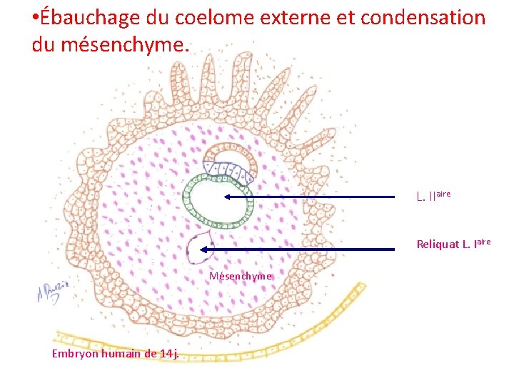  • Ébauchage du coelome externe et condensation du mésenchyme. L. IIaire Reliquat L.