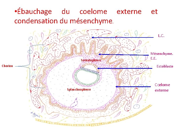  • Ébauchage du coelome externe condensation du mésenchyme. et L. C. Somatopleure Mésenchyme.