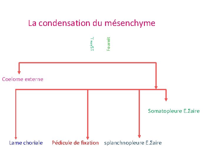 Fournit 15ème J. La condensation du mésenchyme Coelome externe Somatopleure E. Σaire Lame choriale