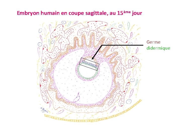 Embryon humain en coupe sagittale, au 15ème jour Germe didermique 