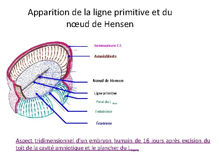 Apparition de la ligne primitive et du nœud de Hensen Somatopleure E. E. Amnioblaste